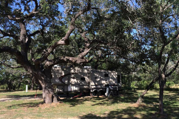 Huge-Trees-At-Our-RV-Park-In-San-Antonio