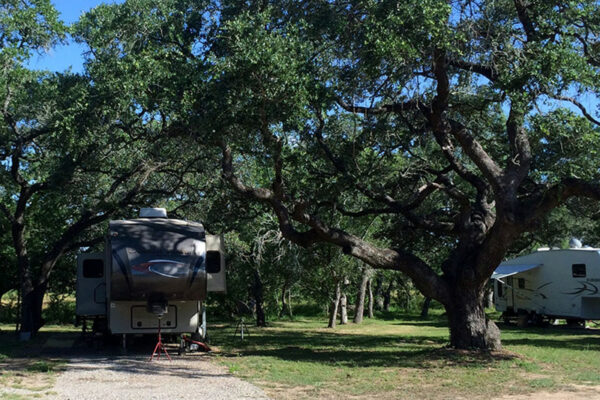 Huge-Trees-Providing-Shade-At-Our-RV-Park-In-San-Antonio