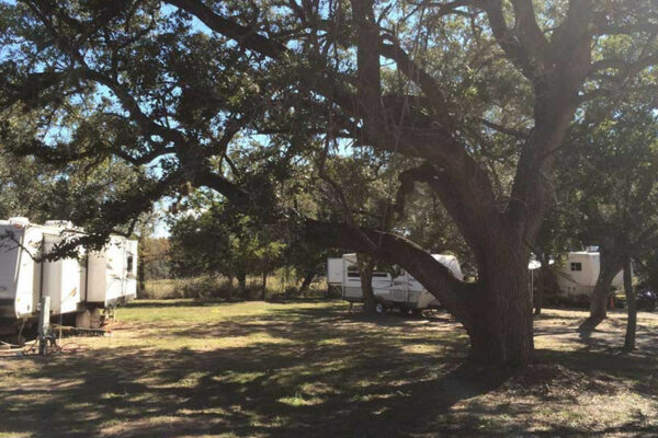 RVs-Stationed-Near-A-Large-Tree-At-Our-RV-Park-In-San-Antonio